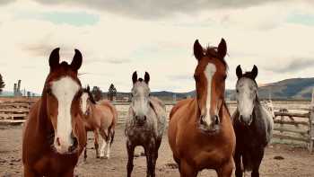 Our trusty steeds